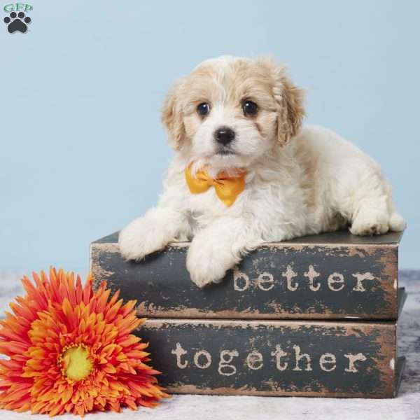 Garrett, Cavachon Puppy
